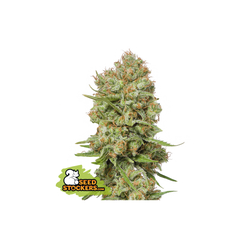 Green Crack, Фасовка: 1