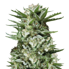 Sweet Madness Auto, Фасовка: 5+1