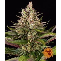 Sour Strawberry, Фасовка: 3