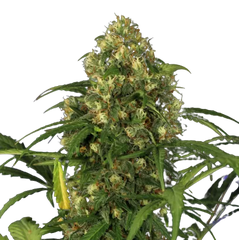 Auto Candy XXL genetics, Фасовка: 3+1