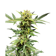 Auto Mandarin Cream XXL genetics, Фасовка: 10+5