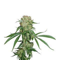 Crimea Blue fem, Фасовка: 1