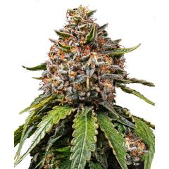 White Widow XXL, Фасовка: 5