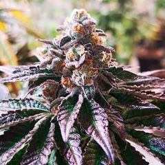 Cookies Purple Punch, Фасовка: 3