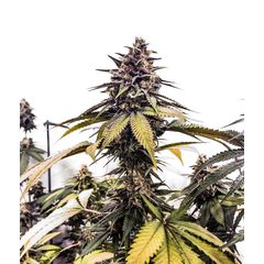 RuntzBert, Фасовка: 3