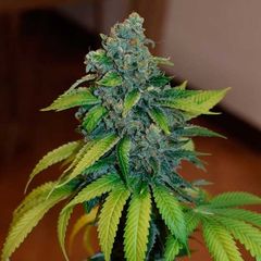 Zkittlez, Фасовка: 5