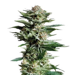 Patagonia, Фасовка: 5+1