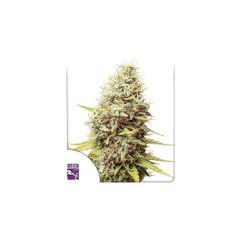 Sour Tangie Dawg Reg, Фасовка: 12