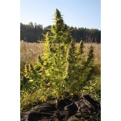 Mexican Monk Reg, Фасовка: 12