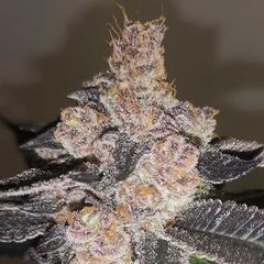 Gelato 242, Фасовка: 3