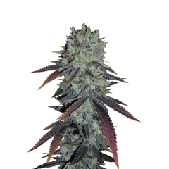 Fastberry, Фасовка: 1