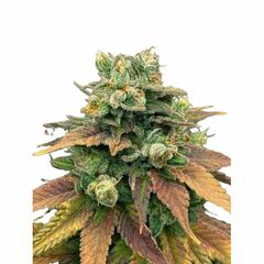 Auto Tangie genetics, Фасовка: 3+1