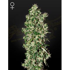 Big Tooth, Фасовка: 3