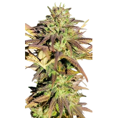 Black AK genetics Fem, Фасовка: 5+2