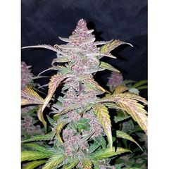 Blackberry, Фасовка: 1