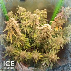 Ak-Gold, Фасовка: 10