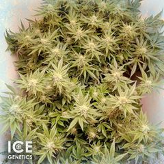 Shut Up, Фасовка: 10