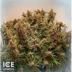 Shiva skunk, Фасовка: 3