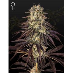 Kong's Krush, Фасовка: 5