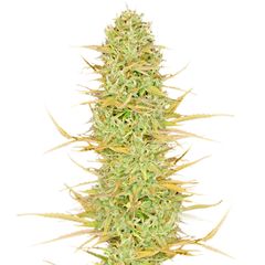 Original Auto White Widow, Фасовка: 3