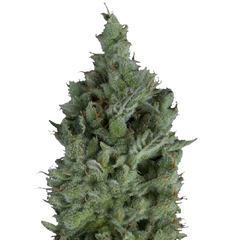 Wendy, Фасовка: 5+1