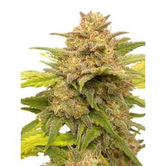 Auto Glue XXL genetics, Фасовка: 3+1