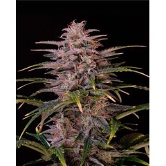 Auto Halk XL, Фасовка: 5