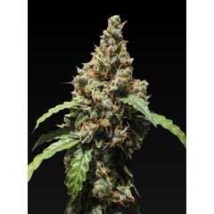 Auto Black Jack, Фасовка: 5