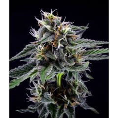 Black D.O.G., Фасовка: 5