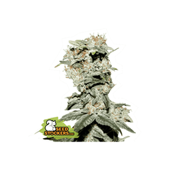 CBD Critical XXL, Фасовка: 3