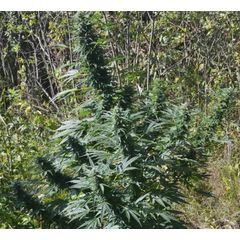 Guerilla Gold x Terinator Fem, Фасовка: 5