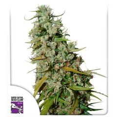 Kees' Old School Haze Reg, Фасовка: 12