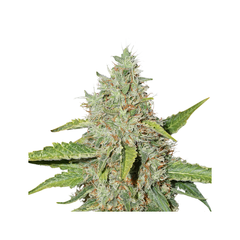 Northern Lights Auto, Фасовка: 25