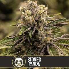 Stoned Panda, Фасовка: 3