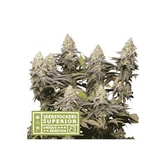 Panty Punch, Фасовка: 1