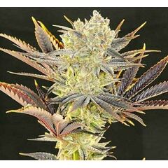 Citradelic Sunset, Фасовка: 5