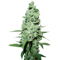 Auto AK-47, Фасовка: 3