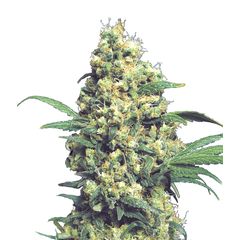 Warlock Reg, Фасовка: 11