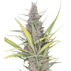 Original Auto Cheese, Фасовка: 1