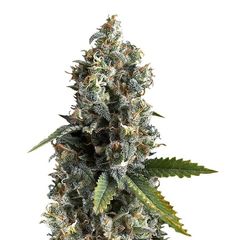 AK-74, Фасовка: 5+1