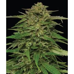 Mango Sherbert, Фасовка: 3