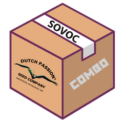 Авто Dutch Passion, Фасовка: 3