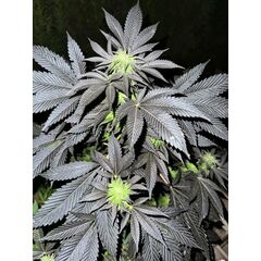 Biscotti x Candy Rain, Фасовка: 5