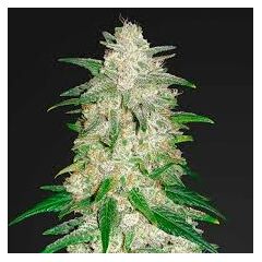 Gelato, Фасовка: 3+1