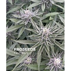 Fast Mary, Фасовка: 6