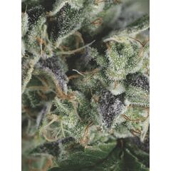 Auto Gorilla, Фасовка: 5+2