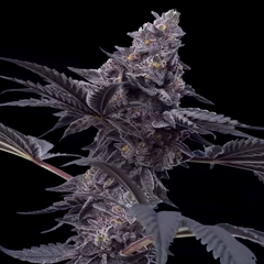 Peanut Butter Breath, Фасовка: 5