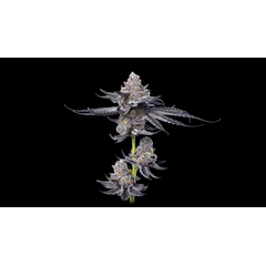 Platinum OG, Фасовка: 5