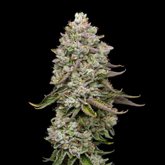 True OG, Фасовка: 5