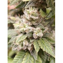 9pound Glue, Фасовка: 3